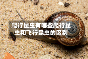 爬行昆虫有哪些爬行昆虫和飞行昆虫的区别