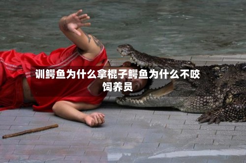 训鳄鱼为什么拿棍子鳄鱼为什么不咬饲养员