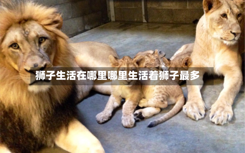 狮子生活在哪里哪里生活着狮子最多